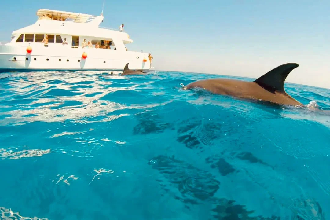 Dolphin House